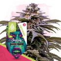 Jealousy Autoflower (Zamnesia Seeds) Feminisoidut