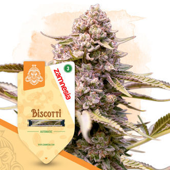 Biscotti Automatic (Zamnesia Seeds) feminisoidut