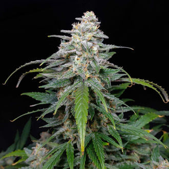 Biscotti Autoflower (Zamnesia Seeds) Feminisoidut