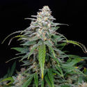 Biscotti Autoflower (Zamnesia Seeds) Feminisoidut