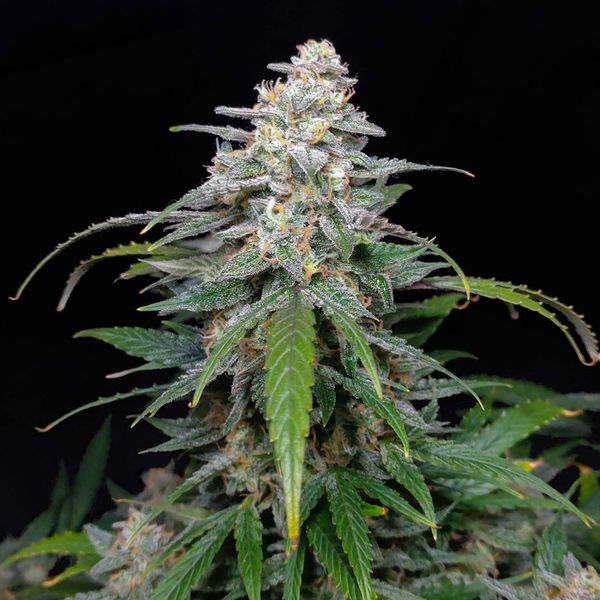 Biscotti Autoflower (Zamnesia Seeds) Feminisoidut