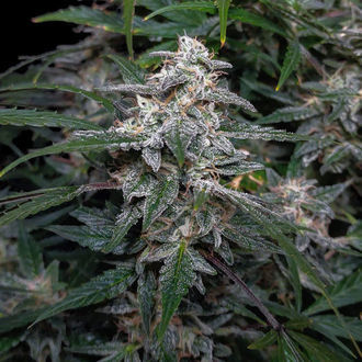 Biscotti Autoflower (Zamnesia Seeds) Feminisoidut