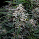 Biscotti Autoflower (Zamnesia Seeds) Feminisoidut
