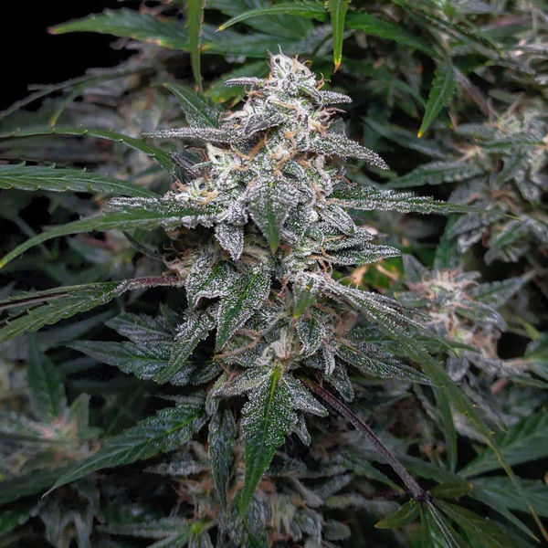 Biscotti Autoflower (Zamnesia Seeds) Feminisoidut