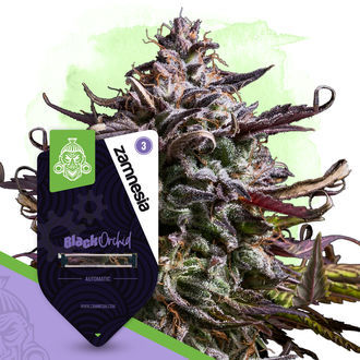 Black Orchid Autoflower (Zamnesia Seeds) Feminisoidut