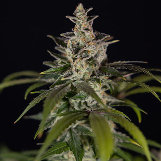 Black Orchid Autoflower (Zamnesia Seeds) Feminisoidut