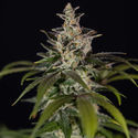 Black Orchid Autoflower (Zamnesia Seeds) Feminisoidut