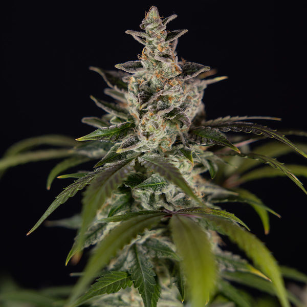 Black Orchid Autoflower (Zamnesia Seeds) Feminisoidut