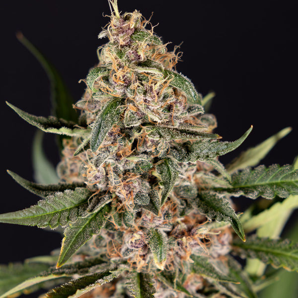 Black Orchid Autoflower (Zamnesia Seeds) Feminisoidut