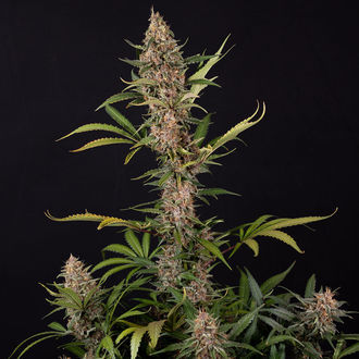 Black Orchid Autoflower (Zamnesia Seeds) Feminisoidut