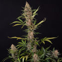 Black Orchid Autoflower (Zamnesia Seeds) Feminisoidut