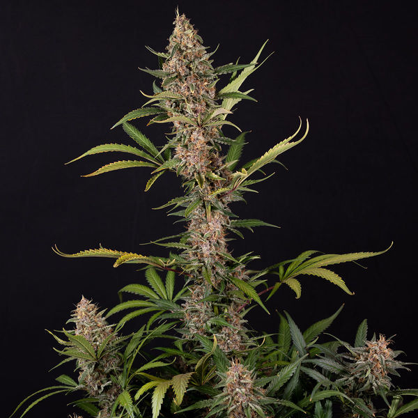 Black Orchid Autoflower (Zamnesia Seeds) Feminisoidut