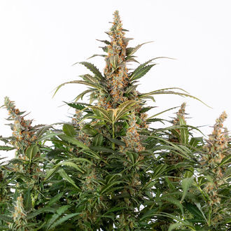 Black Orchid Autoflower (Zamnesia Seeds) Feminisoidut