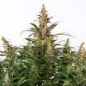 Black Orchid Autoflower (Zamnesia Seeds) Feminisoidut
