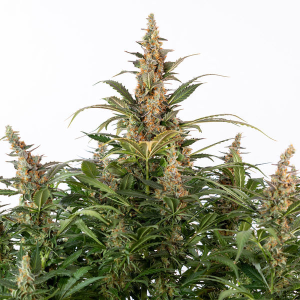 Black Orchid Autoflower (Zamnesia Seeds) Feminisoidut