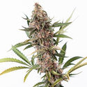 Black Orchid Autoflower (Zamnesia Seeds) Feminisoidut