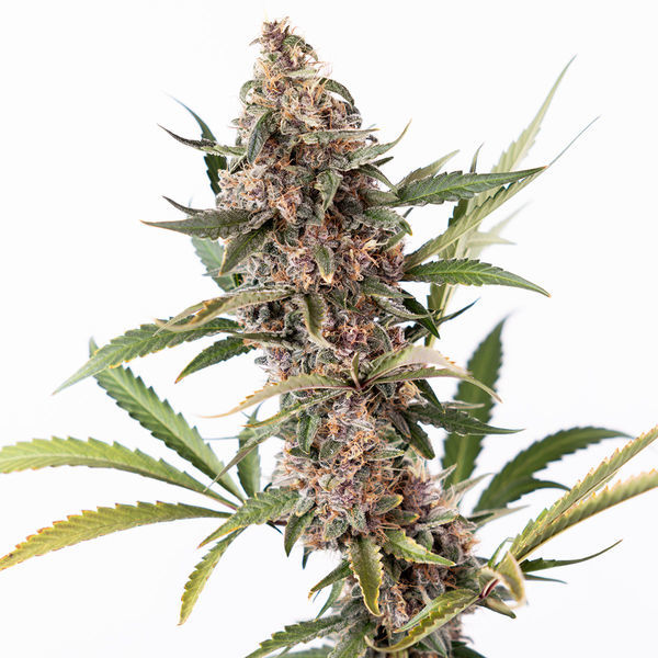 Black Orchid Autoflower (Zamnesia Seeds) Feminisoidut