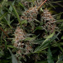 Black Orchid Autoflower (Zamnesia Seeds) Feminisoidut
