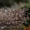 Black Orchid Autoflower (Zamnesia Seeds) Feminisoidut
