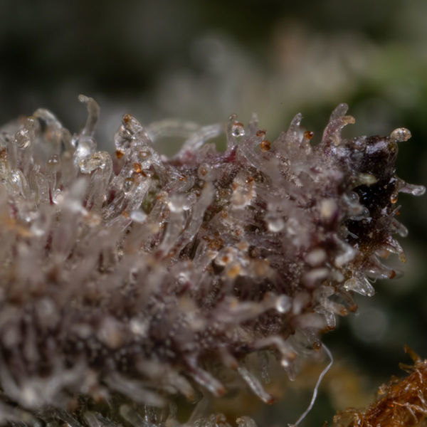 Black Orchid Autoflower (Zamnesia Seeds) Feminisoidut