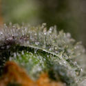 Black Orchid Autoflower (Zamnesia Seeds) Feminisoidut