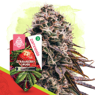 Strawberry Cough Autoflower (Zamnesia Seeds) feminisoitu