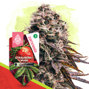 Strawberry Cough Autoflower (Zamnesia Seeds) Feminisoidut