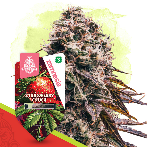 Strawberry Cough Autoflower (Zamnesia Seeds) Feminisoidut