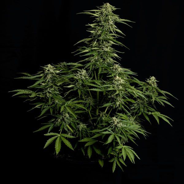 Epsilon F1 Autoflower (Royal Queen Seeds) feminiisoitu