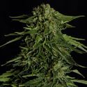 Epsilon F1 Autoflower (Royal Queen Seeds) feminiisoitu