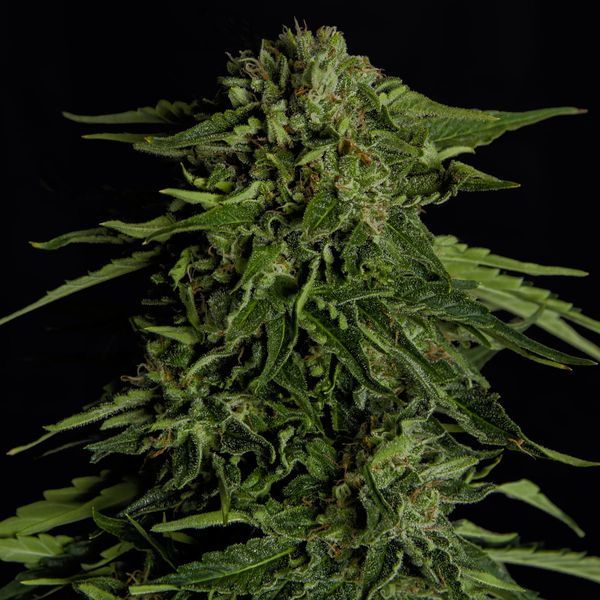 Epsilon F1 Autoflower (Royal Queen Seeds) feminiisoitu