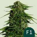 Epsilon F1 Autoflower (Royal Queen Seeds) feminiisoitu