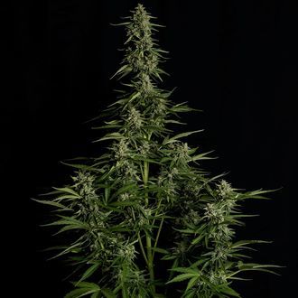 Medusa F1 Autoflower (Royal Queen Seeds) Feminisoidut