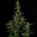 Medusa F1 Autoflower (Royal Queen Seeds) Feminisoidut