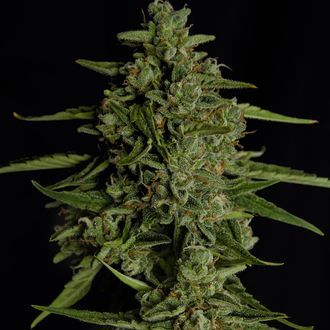 Medusa F1 Autoflower (Royal Queen Seeds) Feminisoidut
