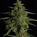 Medusa F1 Autoflower (Royal Queen Seeds) Feminisoidut