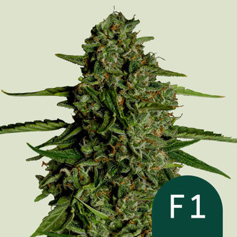 Medusa F1 Automatic (Royal Queen Seeds) Feminisoidut