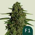 Medusa F1 Autoflower (Royal Queen Seeds) Feminisoidut