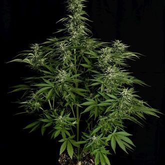Hyperion F1 Autoflower (Royal Queen Seeds) Feminisoidut