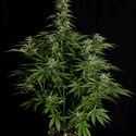 Hyperion F1 Autoflower (Royal Queen Seeds) Feminisoidut