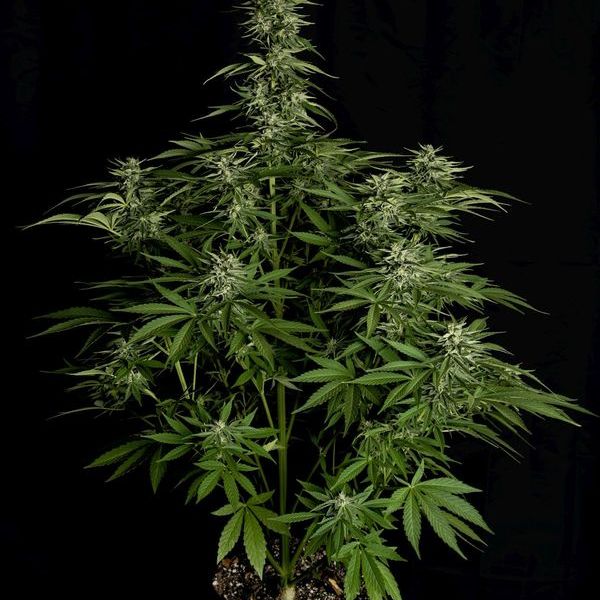 Hyperion F1 Autoflower (Royal Queen Seeds) Feminisoidut