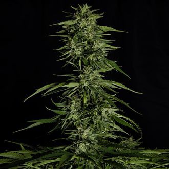 Hyperion F1 Autoflower (Royal Queen Seeds) Feminisoidut