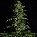 Hyperion F1 Autoflower (Royal Queen Seeds) Feminisoidut