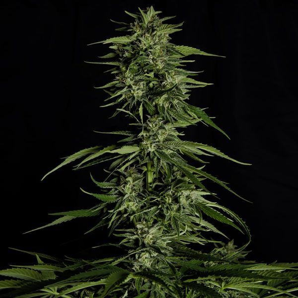 Hyperion F1 Autoflower (Royal Queen Seeds) Feminisoidut