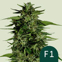 Hyperion F1 Autoflower (Royal Queen Seeds) Feminisoidut