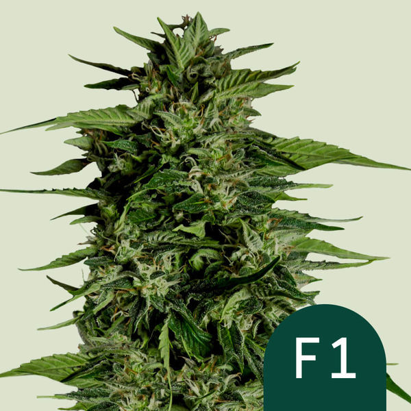 Hyperion F1 Autoflower (Royal Queen Seeds) Feminisoidut