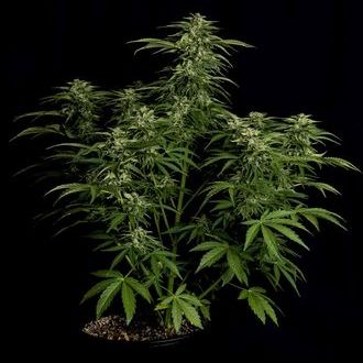 Apollo F1 Autoflower (Royal Queen Seeds) Feminisoidut
