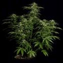 Apollo F1 Autoflower (Royal Queen Seeds) Feminisoidut