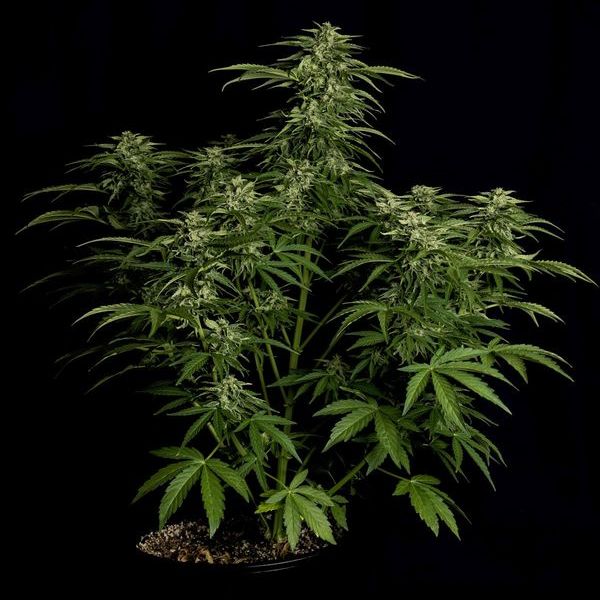 Apollo F1 Autoflower (Royal Queen Seeds) Feminisoidut