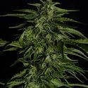 Apollo F1 Autoflower (Royal Queen Seeds) Feminisoidut